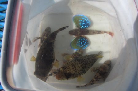 オリジナルメーカー海づり公園(市原市海づり施設) 釣果