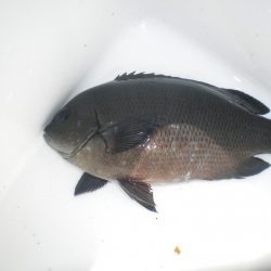 オリジナルメーカー海づり公園(市原市海づり施設) 釣果