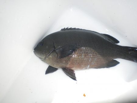 オリジナルメーカー海づり公園(市原市海づり施設) 釣果