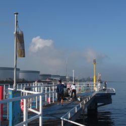 オリジナルメーカー海づり公園(市原市海づり施設) 釣果