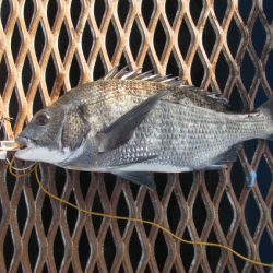 オリジナルメーカー海づり公園(市原市海づり施設) 釣果