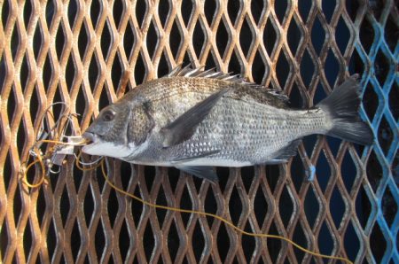 オリジナルメーカー海づり公園(市原市海づり施設) 釣果