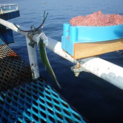 オリジナルメーカー海づり公園(市原市海づり施設) 釣果