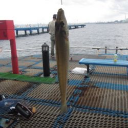 オリジナルメーカー海づり公園(市原市海づり施設) 釣果