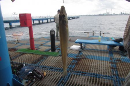 オリジナルメーカー海づり公園(市原市海づり施設) 釣果