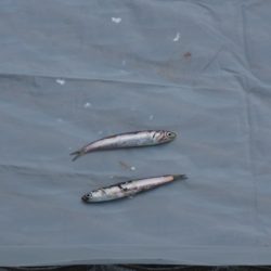 オリジナルメーカー海づり公園(市原市海づり施設) 釣果