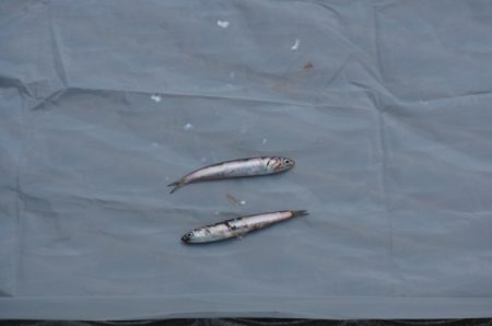 オリジナルメーカー海づり公園(市原市海づり施設) 釣果