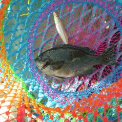 オリジナルメーカー海づり公園(市原市海づり施設) 釣果