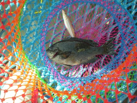 オリジナルメーカー海づり公園(市原市海づり施設) 釣果