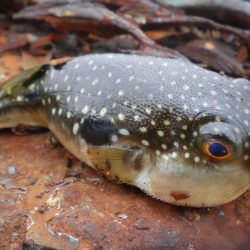 オリジナルメーカー海づり公園(市原市海づり施設) 釣果