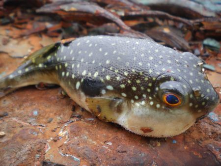 オリジナルメーカー海づり公園(市原市海づり施設) 釣果