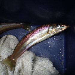 オリジナルメーカー海づり公園(市原市海づり施設) 釣果