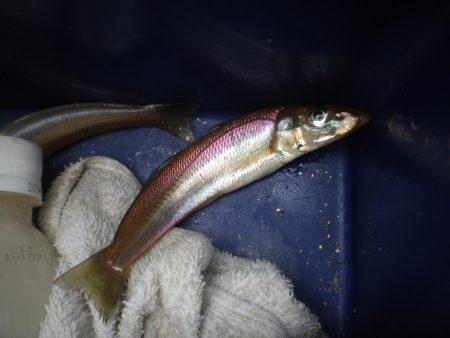 オリジナルメーカー海づり公園(市原市海づり施設) 釣果