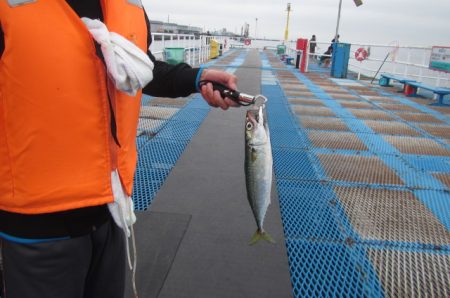 オリジナルメーカー海づり公園(市原市海づり施設) 釣果