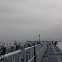 オリジナルメーカー海づり公園(市原市海づり施設) 釣果