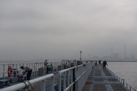 オリジナルメーカー海づり公園(市原市海づり施設) 釣果