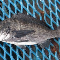 オリジナルメーカー海づり公園(市原市海づり施設) 釣果