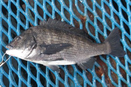 オリジナルメーカー海づり公園(市原市海づり…