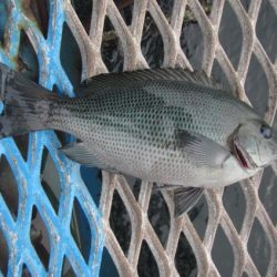 オリジナルメーカー海づり公園(市原市海づり施設) 釣果