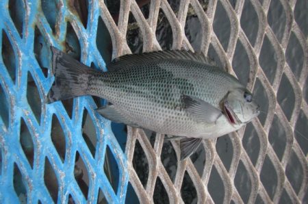 オリジナルメーカー海づり公園(市原市海づり施設) 釣果