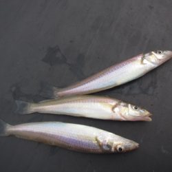 オリジナルメーカー海づり公園(市原市海づり施設) 釣果