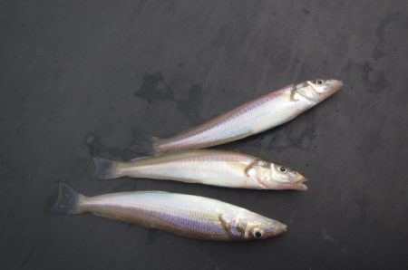 オリジナルメーカー海づり公園(市原市海づり施設) 釣果