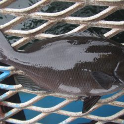 オリジナルメーカー海づり公園(市原市海づり施設) 釣果