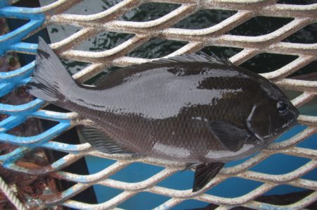 オリジナルメーカー海づり公園(市原市海づり…