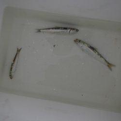 オリジナルメーカー海づり公園(市原市海づり施設) 釣果