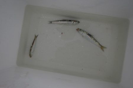 オリジナルメーカー海づり公園(市原市海づり施設) 釣果