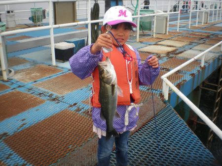 オリジナルメーカー海づり公園(市原市海づり施設) 釣果