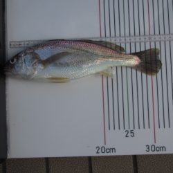 オリジナルメーカー海づり公園(市原市海づり施設) 釣果