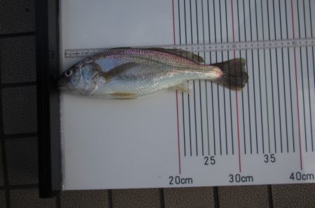 オリジナルメーカー海づり公園(市原市海づり施設) 釣果