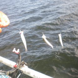 オリジナルメーカー海づり公園(市原市海づり施設) 釣果