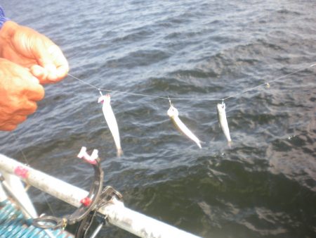 オリジナルメーカー海づり公園(市原市海づり施設) 釣果