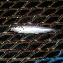 オリジナルメーカー海づり公園(市原市海づり施設) 釣果