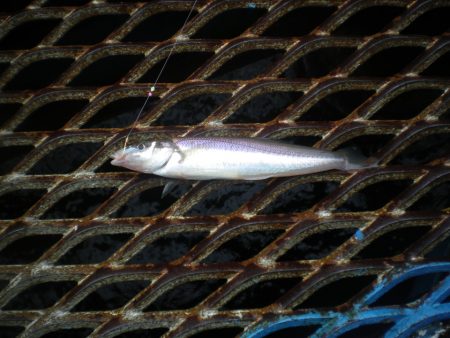 オリジナルメーカー海づり公園(市原市海づり施設) 釣果