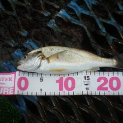 オリジナルメーカー海づり公園(市原市海づり施設) 釣果