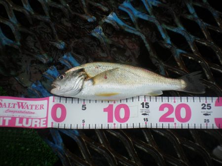 オリジナルメーカー海づり公園(市原市海づり施設) 釣果