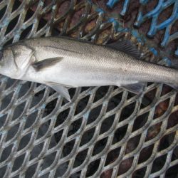 オリジナルメーカー海づり公園(市原市海づり施設) 釣果