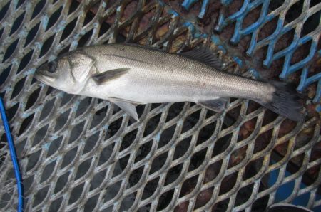 オリジナルメーカー海づり公園(市原市海づり施設) 釣果