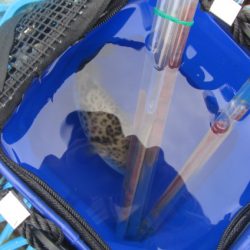 オリジナルメーカー海づり公園(市原市海づり施設) 釣果