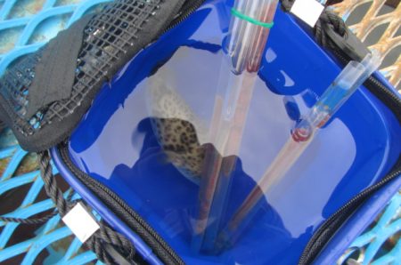 オリジナルメーカー海づり公園(市原市海づり施設) 釣果