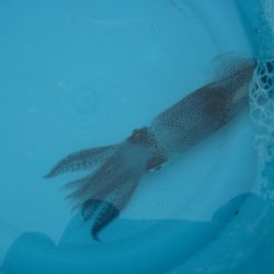 オリジナルメーカー海づり公園(市原市海づり施設) 釣果