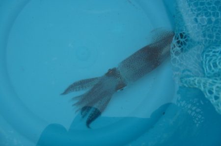 オリジナルメーカー海づり公園(市原市海づり施設) 釣果