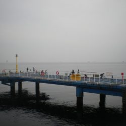オリジナルメーカー海づり公園(市原市海づり施設) 釣果