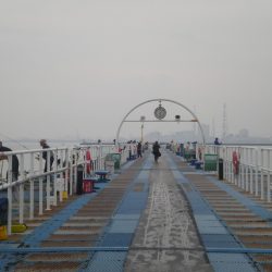 オリジナルメーカー海づり公園(市原市海づり施設) 釣果