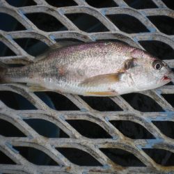 オリジナルメーカー海づり公園(市原市海づり施設) 釣果