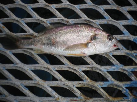 オリジナルメーカー海づり公園(市原市海づり施設) 釣果