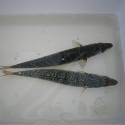 オリジナルメーカー海づり公園(市原市海づり施設) 釣果